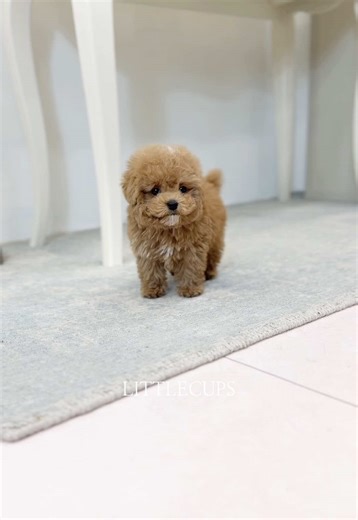 Looking for the cutest teacup poodle? 🐶💕 This little boy is playful, affectionate, and absolutely tiny! 🥰 💌 DM us for details on how to bring him home! 📍 Worldwide Shipping Available ✈️ 🐾 Secure & Loving Homes Only