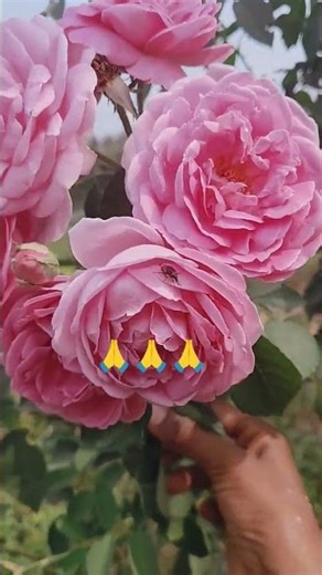 🌱🙏Don't be fooled again and again. Let's bring good governance. #Agriculture #Let's protect agric...