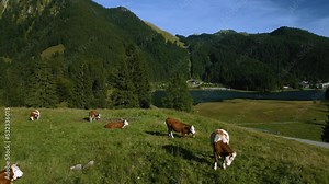 Cows in the Bavarian Austrian Sudelfeld Wendelstein alps mountain peaks with romantic green grass meadows and Spitzingsee Lake. Natural landscape. Cinematic aerial drone panoramic hiking outdoors