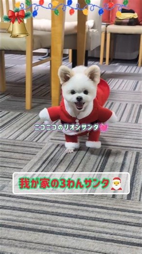 クリスマスにはちょっと早い…💦あわてんぼうの3わんサンタがやって来た‼️#シーポメ#マルプー#チワマル#メリークリスマス#shorts