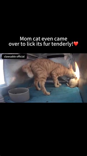 831K views · 23K reactions | The best kind of love is silent companionship and gentle care. ✨#heatedcathouse #catrescue #clawsable #catasmr #straycat #wintercats #straycats #cathouse #communitycats #catshelter #rescuecat #feralcats #outdoorcats | Clawsable | Facebook