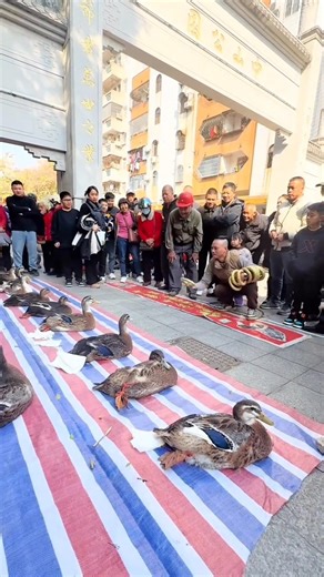 This Duck Game Is IMPOSSIBLE to Win 😳 | China’s Most Shocking Fair Scam #shorts #viral #game