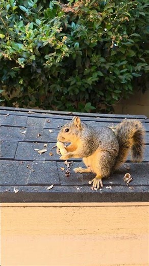 Squirrel is in quality control mode 😂