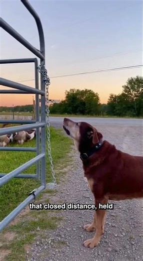 Farm Dog Replaced the Alarm