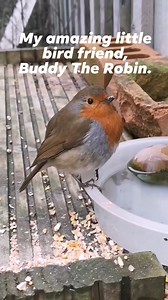 71K views · 10K reactions | My amazing little bird friend #buddytherobin 李 #nature #wildlife #birds #birdfriend #viralreel #facebookreels #birdwhisperer #reels #robin #robinbird #facebookreelsviral #birdlife #viralreels #naturereels #facebookreel #reel | The Robin Whisperer | Facebook