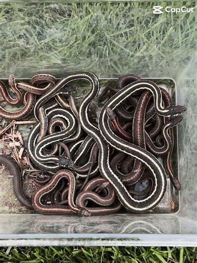 Just went snake hunting