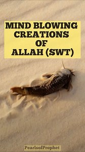 27K views · 51 reactions | Mind blowing creations of Allah(swt)  #creations #allah #creator | Pearls of Prophet Muhammad (pbuh) | Facebook