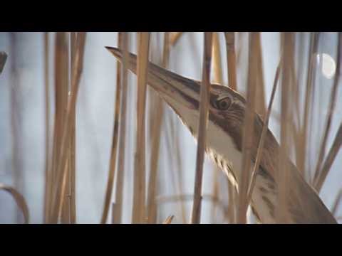 American Bittern, 4/11/2026 (HD)