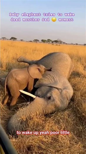 Heartbreaking Moment: Baby Elephant Tries to Wake Its Dead Mother 💔🐘 | Wildlife Scene