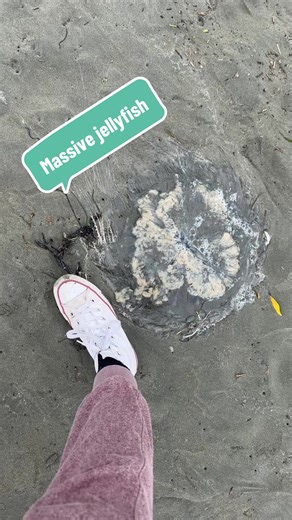 Incredible Giant Jellyfish Encounter