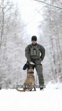 This Dog Has INSANE Speed & Intelligence | | Belgian Malinois vs Everything | Power, Speed & Brain🐕🔥