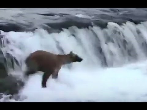 Mama Bear Jumps Into River to Save 3 Cubs