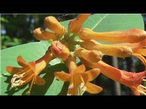 Gardening From Seeds : How to Plant Honeysuckle Seeds