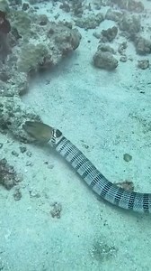 25K views · 252 reactions | Sea snake vs eel | Insta reptile | Facebook