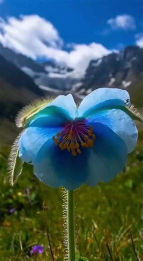 蓝罂粟真实开花延时｜高山草甸实拍Real timelapse of Himalayan Blue Poppy blooming #视觉冲击 #诚品绿仓 #timelapse #延时摄影
