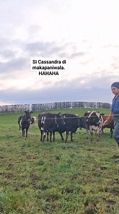 653K views · 21K reactions | Mangha 101. #nz #NewZealand #newzealandlife #life #farming #cows #farm #farmlife #farming #farmers #farmers #DairyFarming #dairyfarm #pinoy #Philippines #reelsviralシfb #reelschallenge #weekly #facebookviral | Riri Cabrera | Facebook