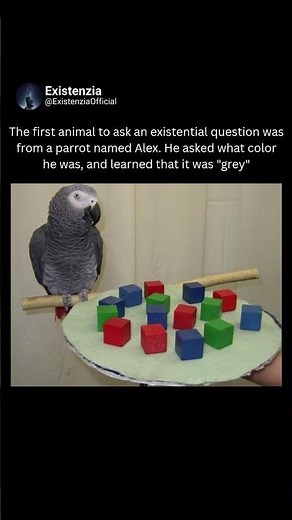 When a Parrot Asked, “What Color Am I?”