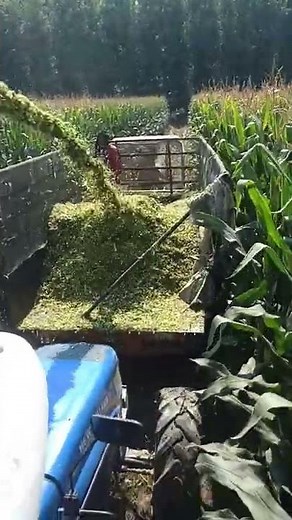 silage making process