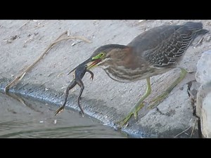 Green Heron Eats Frogs