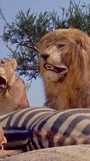 Have you ever seen a ghost at Disneyland? #disney #disneyland #ghost #scary #california #hauntedstories #disneyparks | Nostalgiamountain