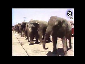 Ringling Bros. and Barnum & Bailey Circus San Diego 1979