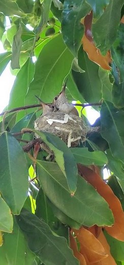 Baby hummingbirds in a nest.