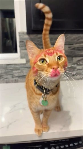 This cat eats like a human 🤣 #cat