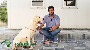 TM farm’s Champion Labrador#dogs #TMfarm #Champion #FCi #Labrador# #reels #viral | Farm Hub
