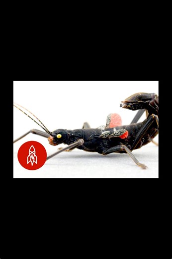 The mysterious black beauty stick insect of peru