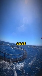 This Shark Cage Jump Ended in Disaster - lorenzo__casati / tt #creepy #paranormal #scaryvideos #scary #scareologist | Scareologist
