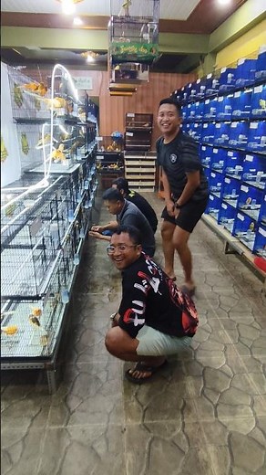 I'm seriously enjoying choosing Yorkshire canaries 😁