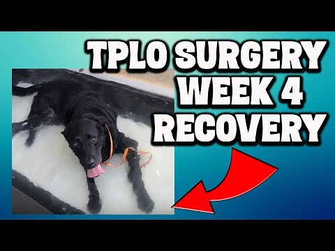 TPLO Week 4 Recovery - Labrador Tries Underwater Treadmill