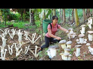 FULL VIDEO: 30 Days Harvesting Mushroom Go To Market Sell - Sell pigs & buy piglets to raise