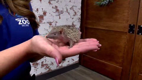 What Kind of Animal is a Tenrec?