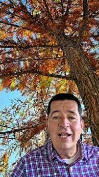 Ahuehuete Caducifolio #adriancavazoscavazos #viverosregionales #vivero #arboles #taxodium #cdmx