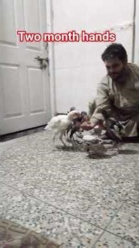 two months white asali chicken and and black Java asali#eat the foods 🥑🥝#