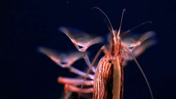 Animals That Spy, Trick, and Manipulate Their Way to Survival!🐍🎭