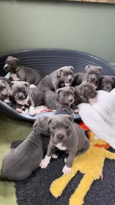 8.2K views · 47 reactions |  Meet Our Gorgeous Staffy Pups!  These...