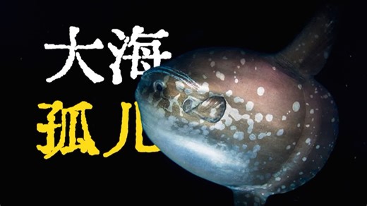 恰尼虫——都是羽毛状的怪东西，插在海床上，像一片诡异的坟场！