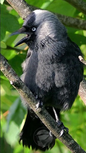 Bird sounds - The Jackdaw's insistent call #shorts