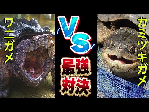 【最強対決】「ワニガメVSカミツキガメ」 最大級のカメ同士の戦いとその生態について徹底解説【動物雑学】