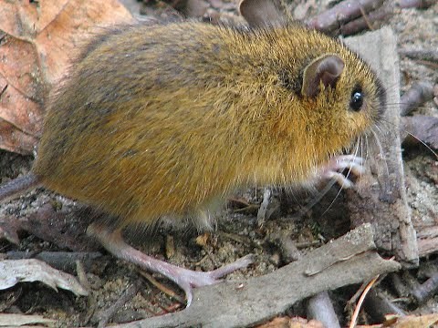 The Secret Life of the Woodland Jumping Mouse