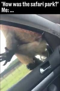 9.3M views · 74K reactions | This monkey is taking the mick! This is amazing  | LADbible | Facebook