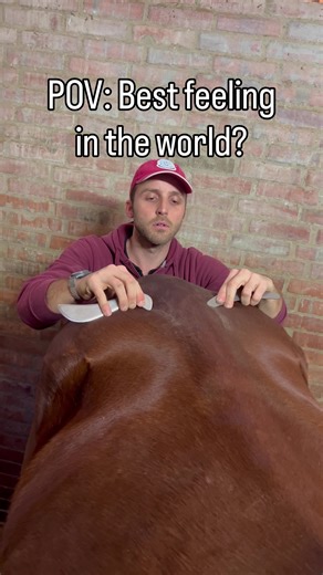 Wait for the crunch... 🤤🔊 Pure satisfaction. That nod at the end was 100% genuine relief! #horsephysiotherapy #asmr #satisfyingvideos #backcrack #horse