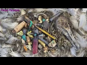 La pollution plastique dans les océans