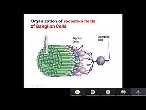CNS-301 Physiology | Lec. 11 - Ganglion cells & Vision pathway | Dr. hani
