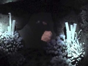 Nemo's Undersea Adventure in Night Vision at Epcot (2006)