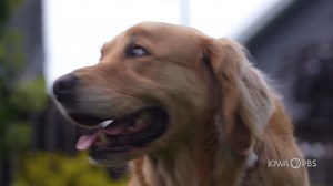 3.2K views · 67 reactions | Thousands of people with disabilities rely on the assistance of service dogs. From training as puppies, living in prison, and traveling the world, follow the two-year service dog training process and hear the stories of their handlers. Our new one-hour documentary Dogs of Service premieres March 4, 2025. | Iowa PBS | Facebook