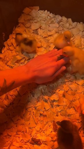 14 reactions | part3 IM CRYING 藍 this is too cute I will be doing this for the next 24 hours 藍 #ducks #babyducks #callducklings #ducksoftiktok #callduck #petducks #ducktok閭 #ducklings #ducksoftiktok #homestead #ducksoftiktok閭閭閭 | Cheese and Quackers | Facebook