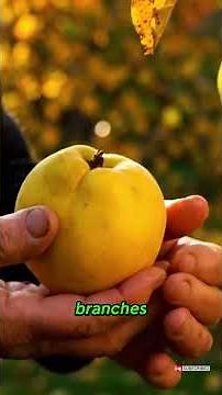 The Forgotten Fruit That Turns Your Backyard Into a Fragrant Paradise: A Complete Guide to Growing.